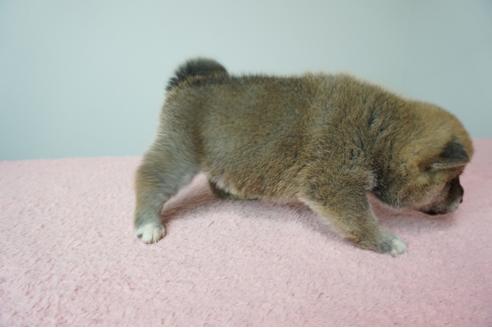成約済の奈良県の柴犬-86272の3枚目