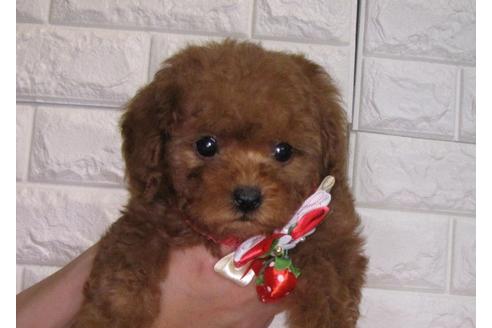 成約済の茨城県のトイプードル-86274の3枚目