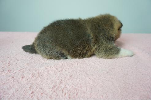 成約済の奈良県の柴犬-86273の4枚目