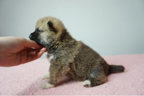 成約済の奈良県の柴犬-86273の3枚目