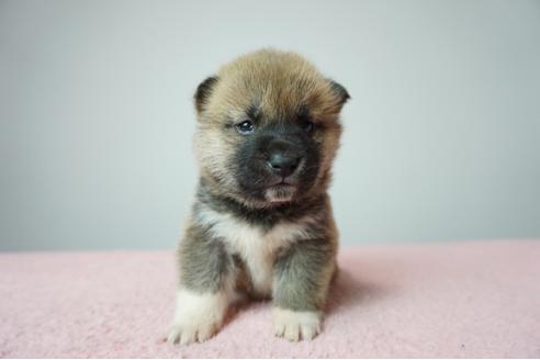 成約済の奈良県の柴犬-86273の2枚目