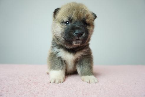 成約済の奈良県の柴犬-86273の1枚目