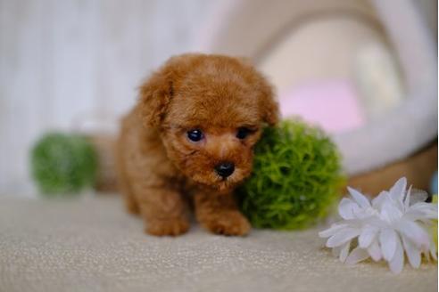 成約済の滋賀県のトイプードル-85344の1枚目