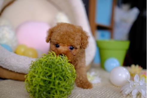 成約済の滋賀県のトイプードル-85344の5枚目