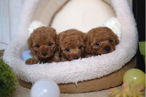 成約済の滋賀県のトイプードル-85344の4枚目