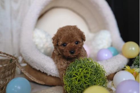 成約済の滋賀県のトイプードル-85344の3枚目