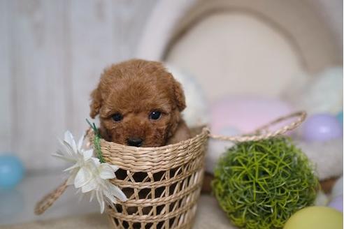 成約済の滋賀県のトイプードル-85344の2枚目