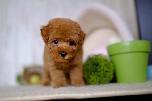 成約済の滋賀県のトイプードル-86157