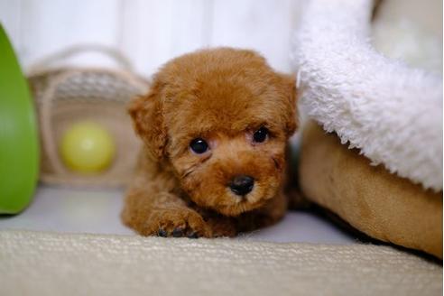 成約済の滋賀県のトイプードル-86157の5枚目