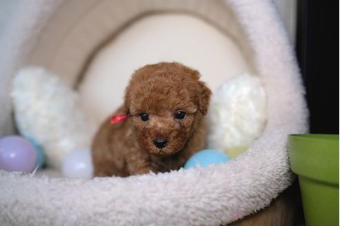 成約済の滋賀県のトイプードル-86157の3枚目