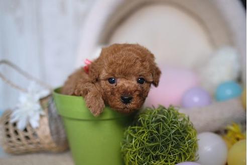 成約済の滋賀県のトイプードル-86157の2枚目