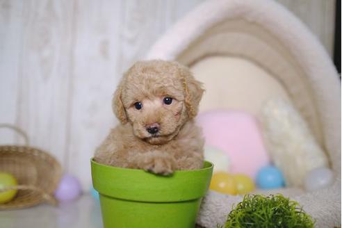 成約済の滋賀県のトイプードル-85356の5枚目