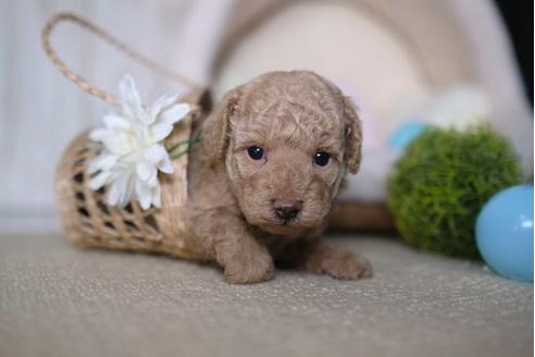成約済の滋賀県のトイプードル-85356の3枚目