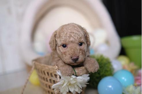 成約済の滋賀県のトイプードル-85356の2枚目