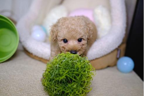 成約済の滋賀県のトイプードル-85357