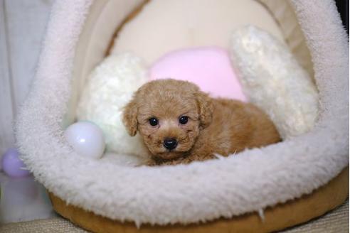 成約済の滋賀県のトイプードル-85357の5枚目