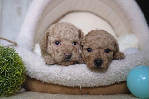 成約済の滋賀県のトイプードル-85357の4枚目