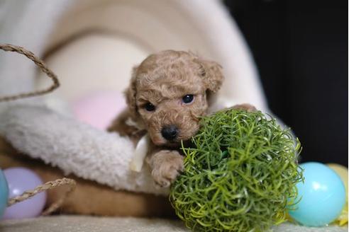 成約済の滋賀県のトイプードル-85357の3枚目