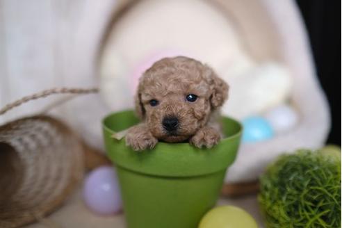 成約済の滋賀県のトイプードル-85357の2枚目
