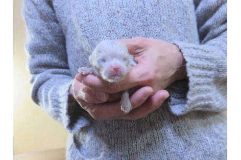 成約済の愛知県のポメラニアン-86307の2枚目