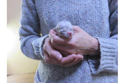 成約済の愛知県のポメラニアン-86308の2枚目