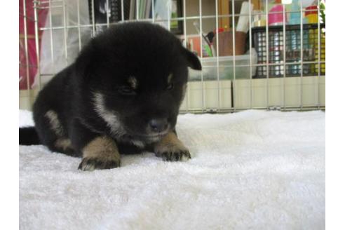 成約済の岡山県の柴犬-86309の4枚目