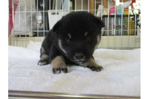 成約済の岡山県の柴犬-86309の2枚目