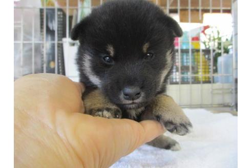 成約済の岡山県の柴犬-86309の1枚目