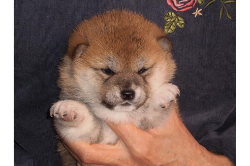 成約済の三重県の柴犬-86325の1枚目