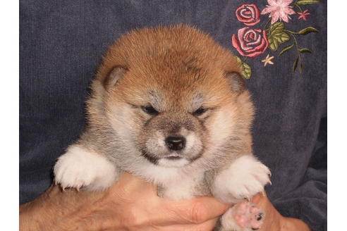 成約済の三重県の柴犬-86325の3枚目