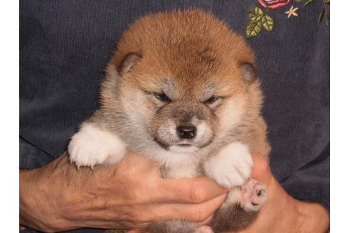 成約済の三重県の柴犬-86325の2枚目