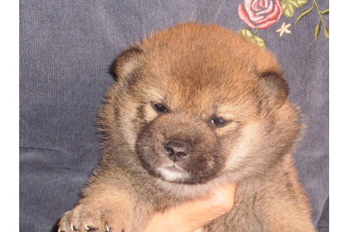 成約済の三重県の柴犬-86326の1枚目
