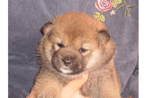 成約済の三重県の柴犬-86326の3枚目