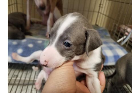 成約済の愛知県のイタリアングレーハウンド(イタグレ)-86328