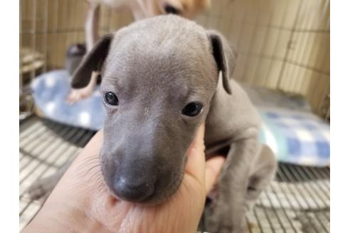 愛知県のイタリアングレーハウンド イタグレ 女の子 19 11 24生まれ 1月13日まで見学可能 子犬id ブリーダーナビ