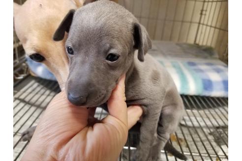 成約済の愛知県のイタリアングレーハウンド(イタグレ)-86330の4枚目