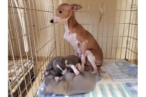 成約済の愛知県のイタリアングレーハウンド(イタグレ)-86330の3枚目