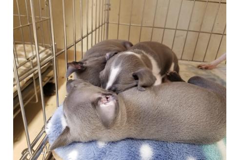 成約済の愛知県のイタリアングレーハウンド(イタグレ)-86330の2枚目