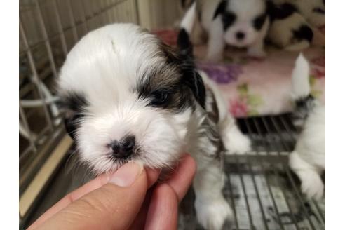 成約済の愛知県のシーズー-86333