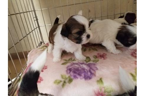 成約済の愛知県のシーズー-86333の3枚目