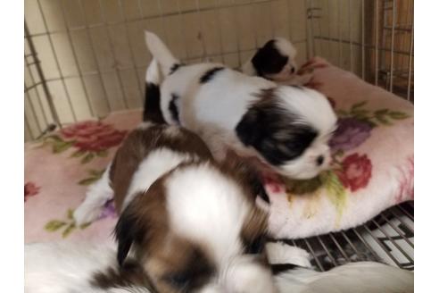 成約済の愛知県のシーズー-86334