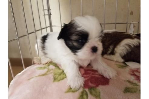 成約済の愛知県のシーズー-86334の4枚目