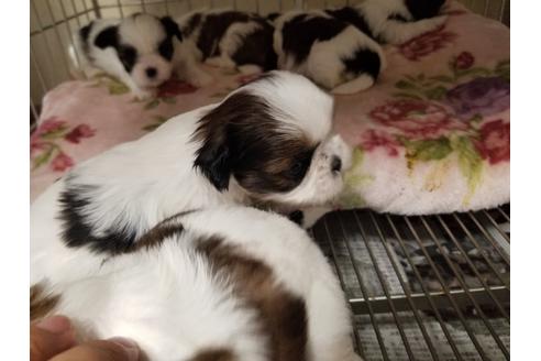 成約済の愛知県のシーズー-86334の3枚目