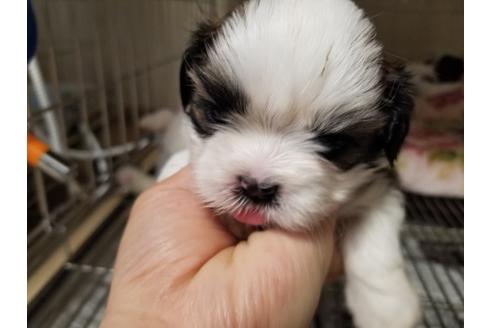 成約済の愛知県のシーズー-86334の2枚目