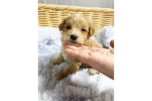 成約済の秋田県のマルプー:マルチーズ×トイプードル-84783