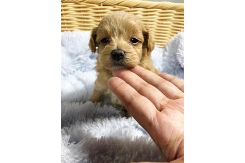 成約済の秋田県のマルプー:マルチーズ×トイプードル-86346の1枚目