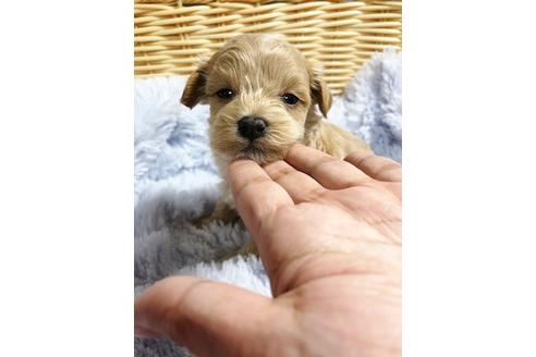 成約済の秋田県のマルプー:マルチーズ×トイプードル-86347の1枚目