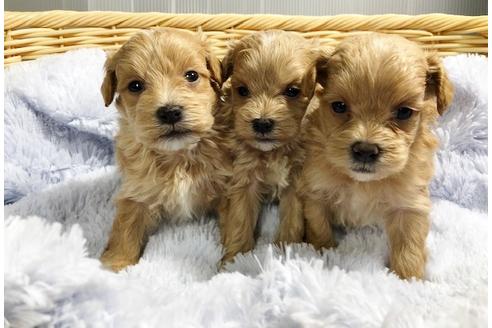 成約済の秋田県のマルプー:マルチーズ×トイプードル-86347の3枚目