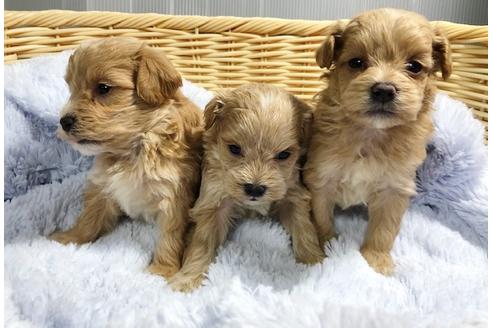 成約済の秋田県のマルプー:マルチーズ×トイプードル-86347の2枚目