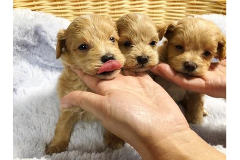 成約済の秋田県のマルプー:マルチーズ×トイプードル-86346の8枚目